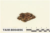 藏品(亞平滑梅衣)的圖片